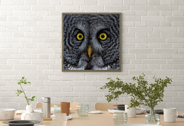 Owl eyes closeup | Photo Art Print fine art photographic print