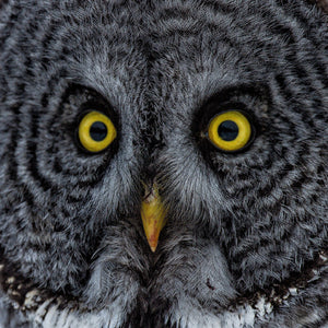 Owl eyes closeup fine art photographic print