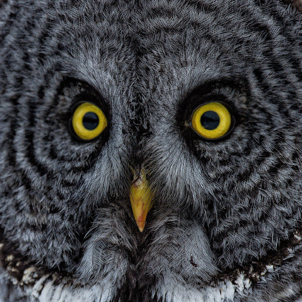 Owl eyes closeup | Photo Art Print fine art photographic print