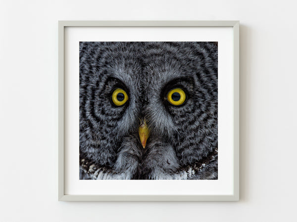Owl eyes closeup | Photo Art Print fine art photographic print
