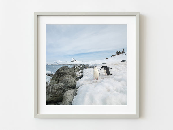 Pair of Chinstrap penguins standing near the rocks by the Southern Ocean | Photo Art Print fine art photographic print