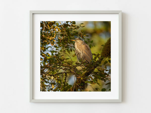 Perched Heron bird enjoying the sunset in British Columbia | Photo Art Print fine art photographic print