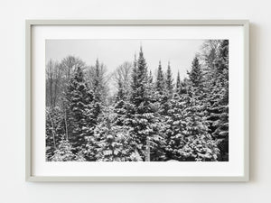 Pine trees covered in snow Haliburton | Photo Art Print fine art photographic print