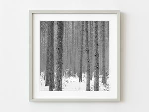 Pine trees in the Haliburton County forest | Photo Art Print fine art photographic print