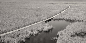 Point Pelee National Park Marsh in Canada | Photo Art Print fine art photographic print