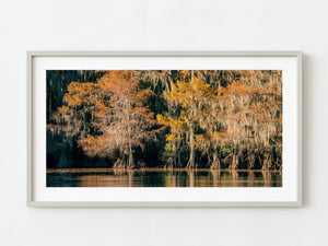 Red and yellow cypress trees in the fall | Photo Art Print fine art photographic print