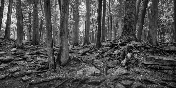 Rocky forest floor of the Haliburton Highlands | Photo Art Print fine art photographic print