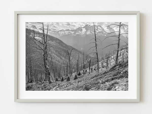 Rocky Mountain Forest | Photo Art Print fine art photographic print