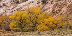 Row of cottonwood tress in the desert | Photo Art Print fine art photographic print