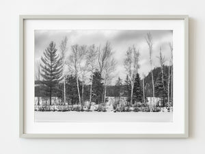 Row on trees rural Ontario | Photo Art Print fine art photographic print