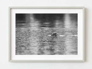 Seal swimming in the British Columbia waters | Photo Art Print fine art photographic print