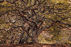 Secluded woodland photo print