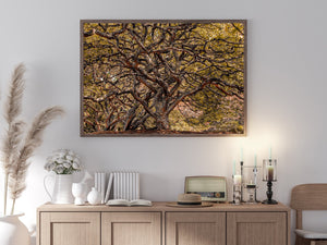 Tree photography wilderness