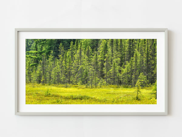 Serene Beauty of Algonquin Park Forest Trees | Photo Art Print fine art photographic print