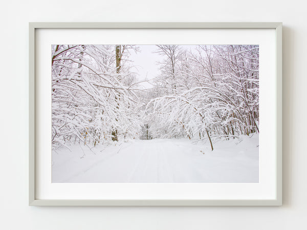 Snow covered tree branches bending over | Photo Art Print fine art photographic print