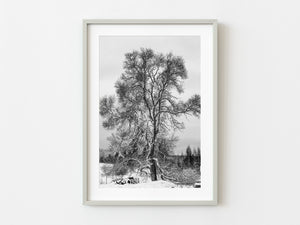 Snow covered tree in Northern Canadian old Farmhouse | Photo Art Print fine art photographic print
