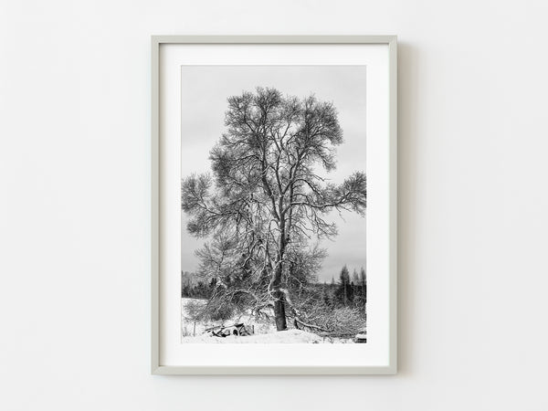 Snow covered tree in Northern Canadian old Farmhouse | Photo Art Print fine art photographic print