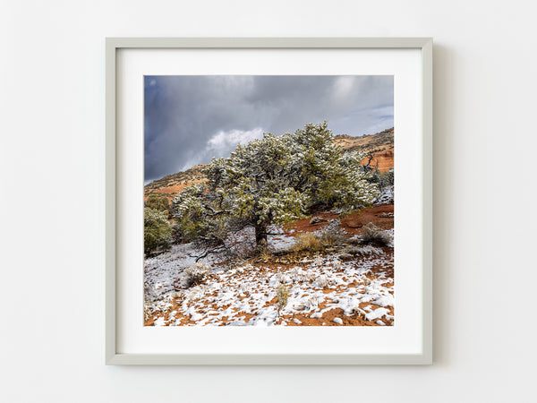 Snow covered tree in the desert | Photo Art Print fine art photographic print