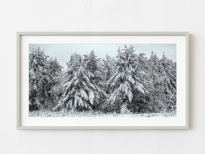 Snow Covered Trees in Haliburton Highlands Canada | Photo Art Print fine art photographic print