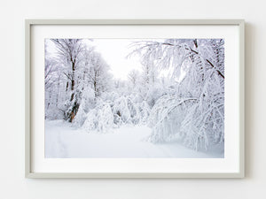 Snow takes over the trees in Haliburton | Photo Art Print fine art photographic print