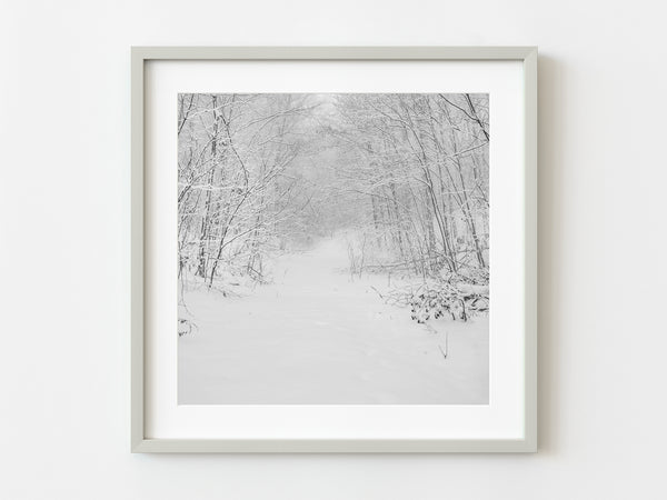 Snowcovered trees down the quite forest in Northern Canada | Photo Art Print fine art photographic print