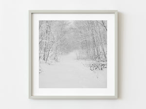 Snowcovered trees down the quite lonely forest in Northern Canada | Photo Art Print fine art photographic print