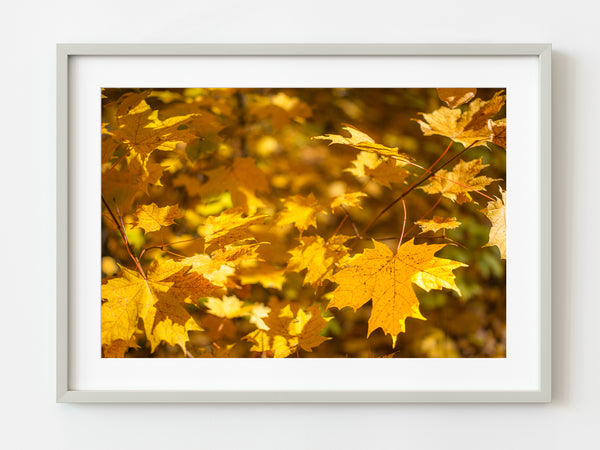 Soft autumn light on golden maple leaves | Photo Art Print fine art photographic print