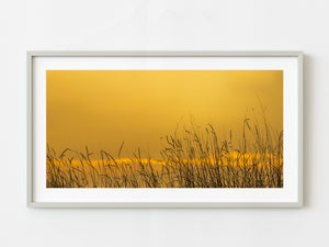 Sun drenched sky through tall grass | Photo Art Print fine art photographic print