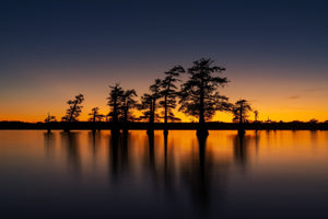 Caddo Lake cypress silhouettes fine art