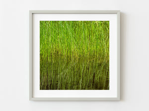 Swamp grass in Algonquin Park | Photo Art Print fine art photographic print