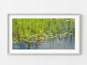 Swamp water lilies and tall grass in Ontario | Photo Art Print fine art photographic print
