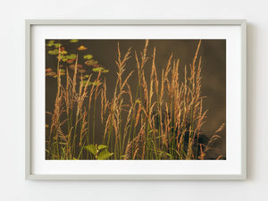 Tall grass by the pond at sunset in Ontario | Photo Art Print fine art photographic print