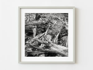Thousands of tree trunks and branches | Photo Art Print fine art photographic print