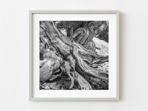 Timeless Beauty of Ancient Bristlecone Pine Tree Stump | Photo Art Print fine art photographic print