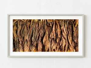 Tobacco leaves drying panorama | Photo Art Print fine art photographic print