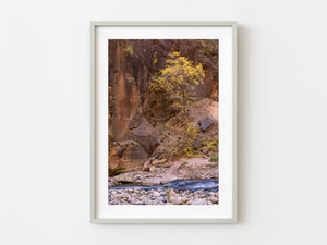 Tree by the rock bed creek | Photo Art Print fine art photographic print
