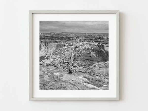 Tree in rocks covered in snow | Photo Art Print fine art photographic print