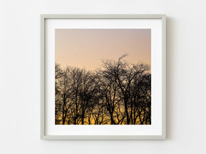 Tree silhouette on a sunset sky | Photo Art Print fine art photographic print