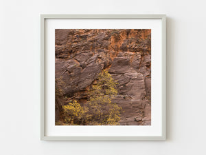 Tree with yellow leaves against Canyon wall Zion | Photo Art Print fine art photographic print