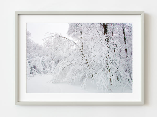 Trees bending from the weight of the snow | Photo Art Print fine art photographic print