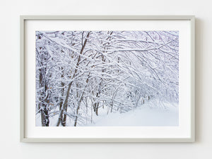 Trees covered in fresh snow in Haliburton Highlands | Photo Art Print fine art photographic print