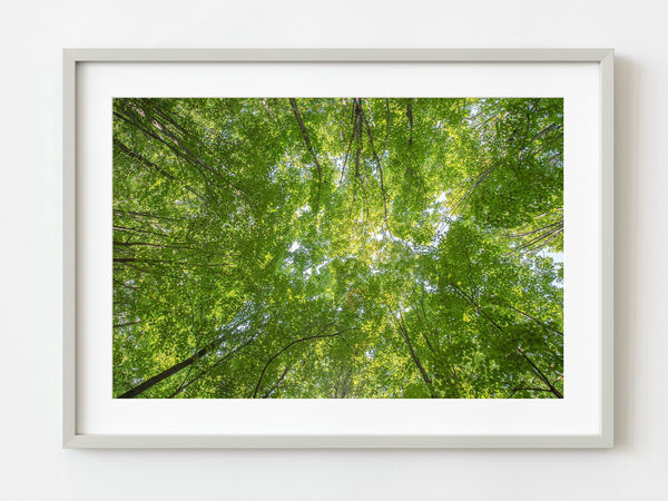 Treetop canopies deep in the forests of Northern Ontario | Photo Art Print fine art photographic print