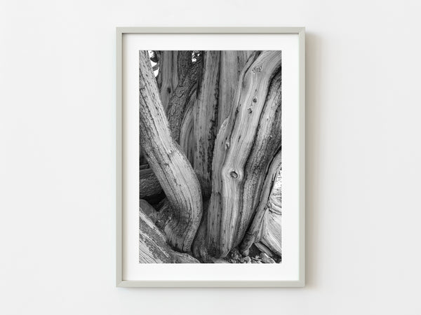 Twisted Bristlecone Pine Ancient tree | Photo Art Print fine art photographic print