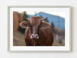 Unmarked Bull Cow in the hills of Romania | Photo Art Print fine art photographic print