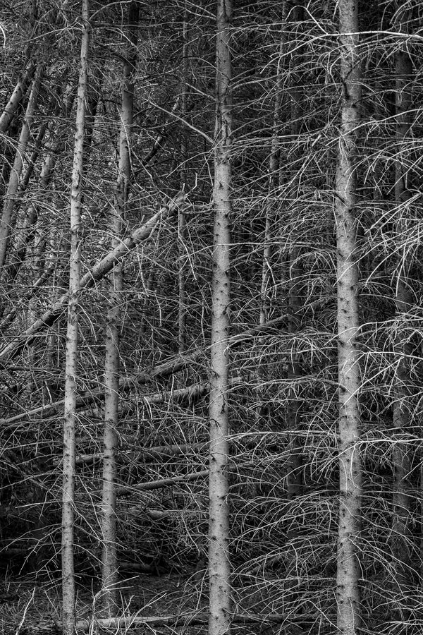 White Birch tree chaos in Haliburton forest | Photo Art Print fine art photographic print