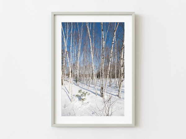 White birch trees in Haliburton dense forest | Photo Art Print fine art photographic print