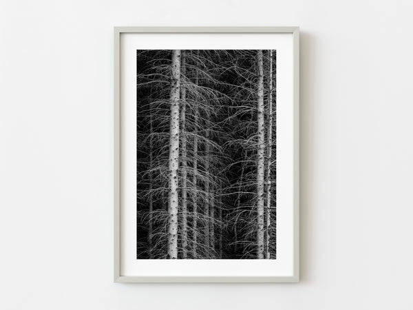 White birtch trees in Haliburton dense forest | Photo Art Print fine art photographic print