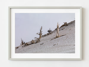 White Mountains California | Photo Art Print fine art photographic print