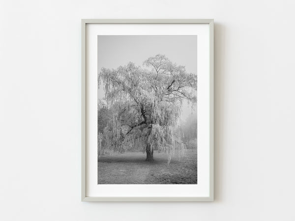 Willow tree in the park on a foggy day | Photo Art Print fine art photographic print