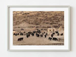 Yak ranch at the base of a Tibetan mountain | Photo Art Print fine art photographic print